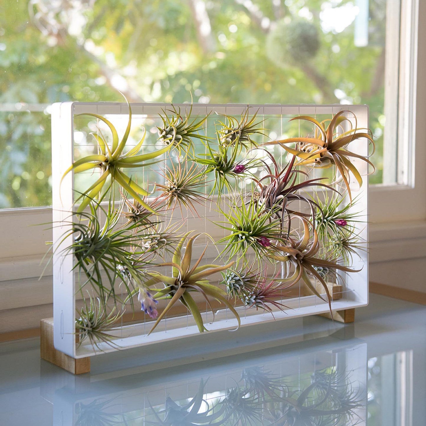 Air Plant Frame Stand